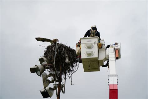 Mother hawk tethered to nest by fishing line in Ocean Beach rescued